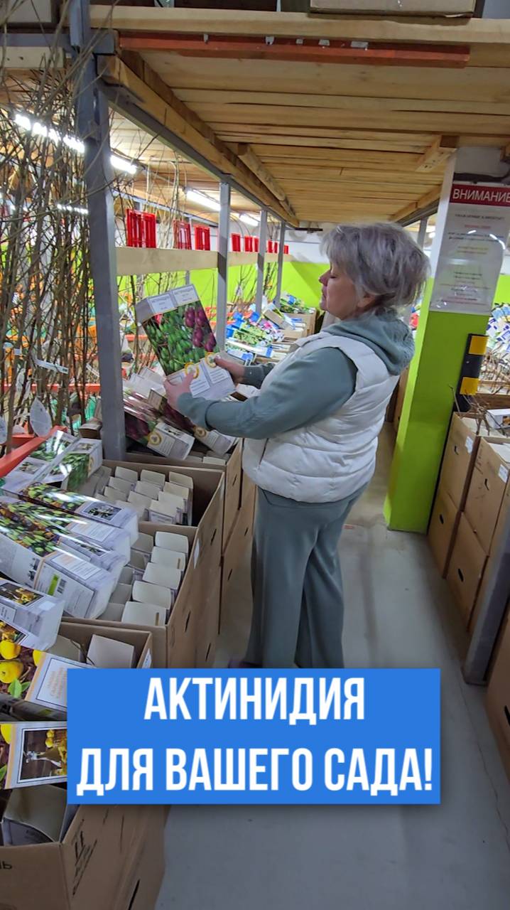 Чем так хороши эти два сорта актинидии?