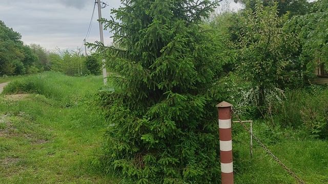 Цветущие кустарники весной удовольствие или головная боль? Неприметная красота👋👋👋