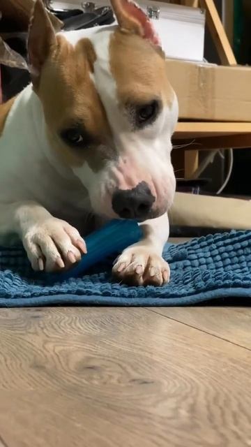 Амстафф как солнце светит #shorts ##staff #amstaff #subscribe