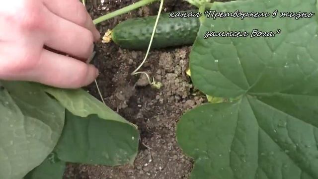 Огурцы надо сажать в три срока