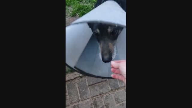 в приюте 18 мая
