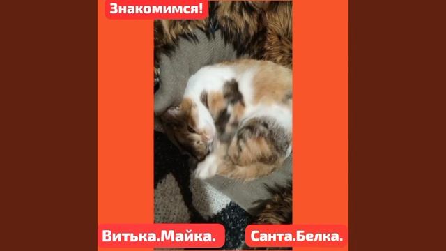 Как быть,когда все  передержки переполнеы битком,но на улице кто- то умирает?