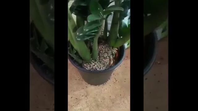 КАК ПОЛИВАТЬ И ВЫРАСТИТЬ