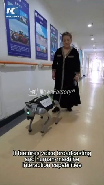 Для собак-поводырей в Китае подготовили замену