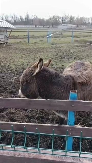 Улыбчивый ослик