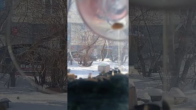 ПТИТЬКИ