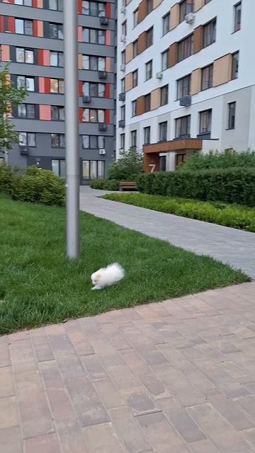 Юлту Зои Пом Полли / Zoi Pom Polly