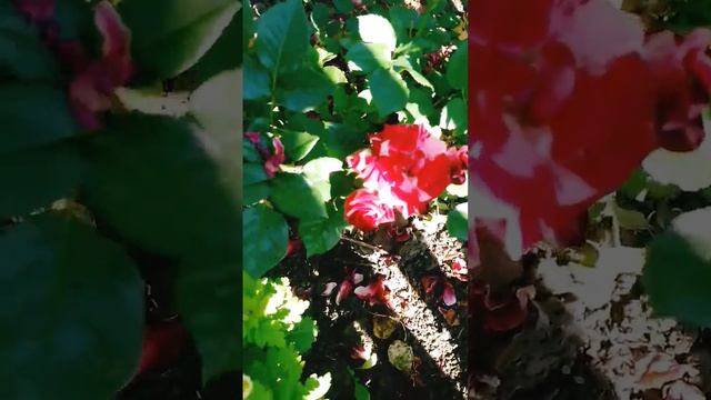 Розы спрей.великолепные цветы!
