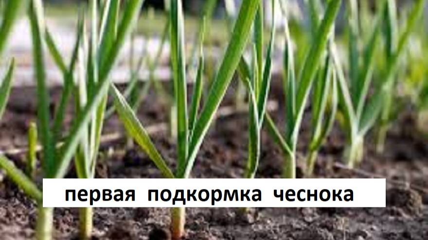 Первая подкормка чеснока при пожелтении