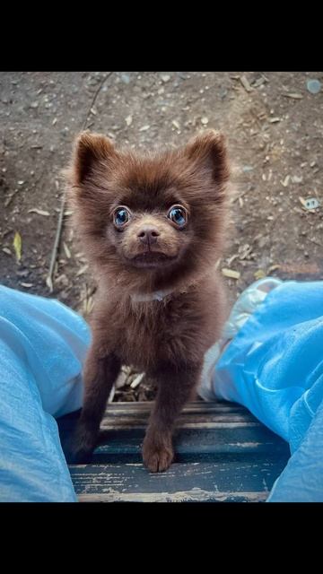 #втренде #pomeranian #потрендам #cute #животныешляйх #puppy #клубпатриот #chihuahua