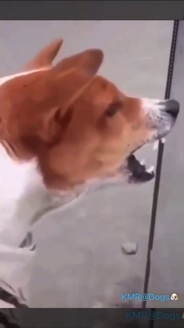 Наконец-то нашел достойного соперника😠😂 ( видео про собак )