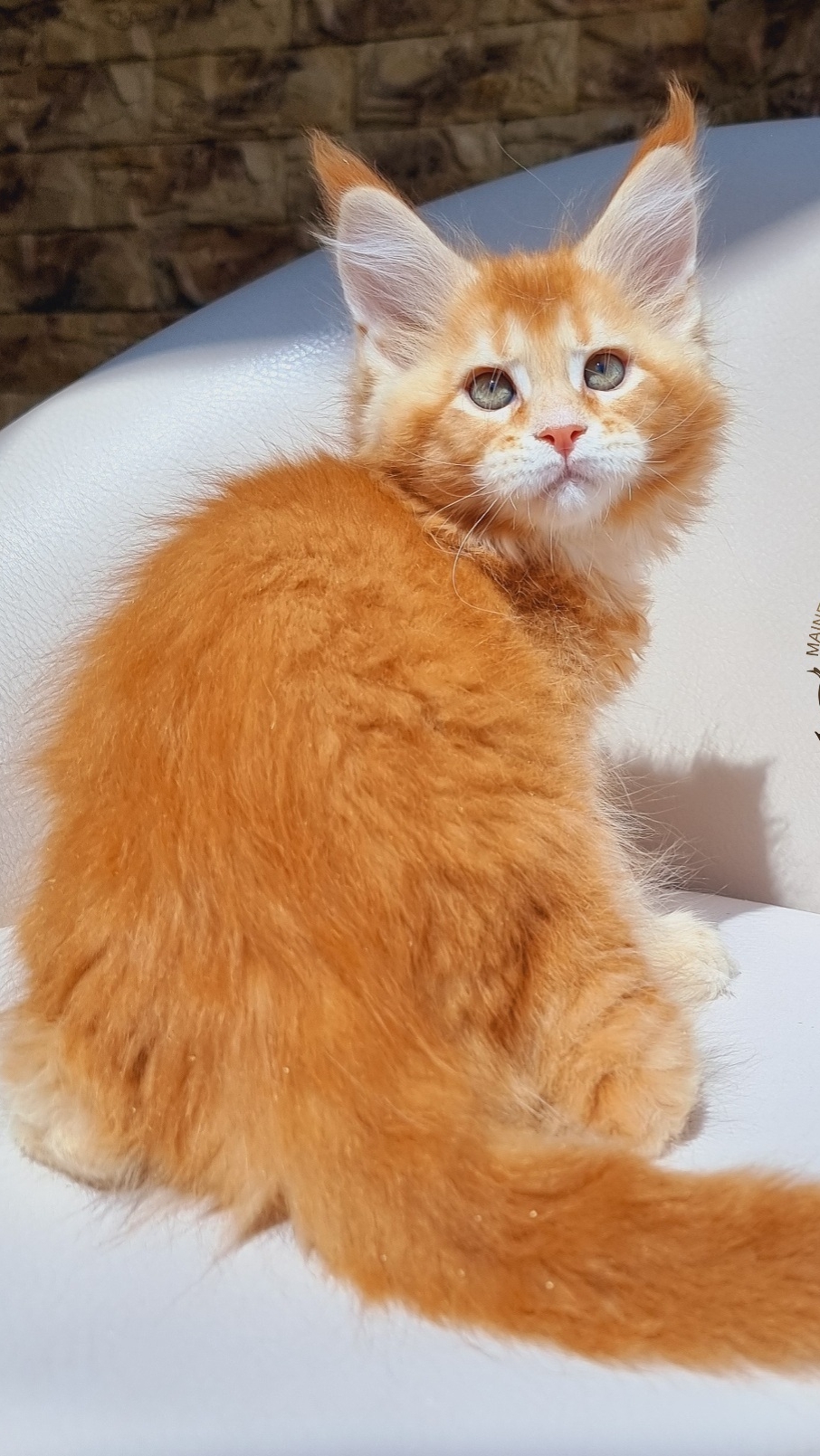 Parker Mos Lakshestar котенок мейн кун 2 месяца 5 дней.