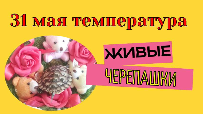 31 мая температура
