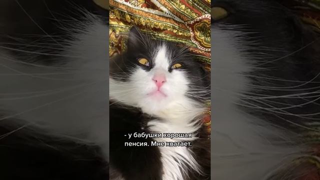 Наш TG https://t.me/liveofcats