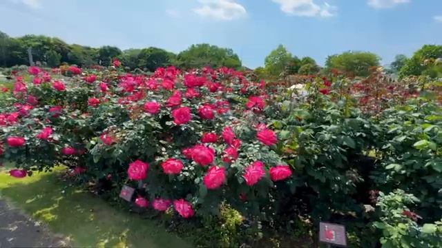 K_HDR_ROSEKeisei_Rose_Garden__5.mp4
