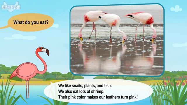 Meet the Animals 23- Flamingo - Level 2 - By Little Fox