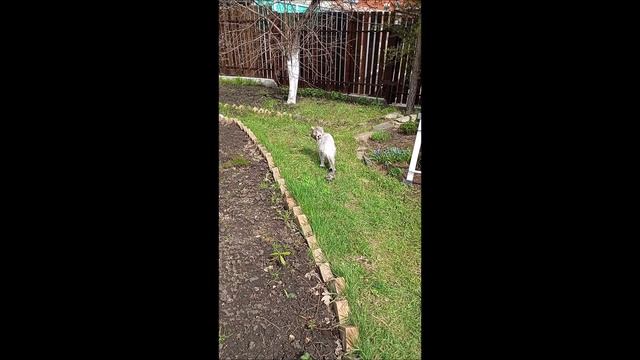 Коты