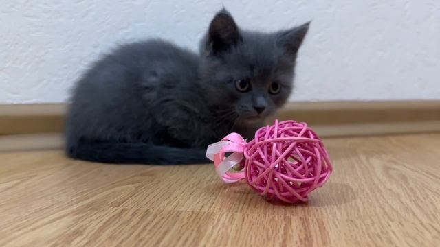 Сэмми полюбил или нет розовый мячик игрушку? Чувствует новые запахи и настраивается на знакомство.