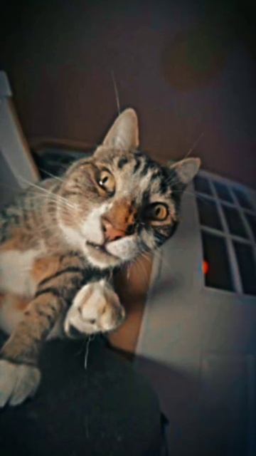 котик после ночной тусовки приводит себя в порядок