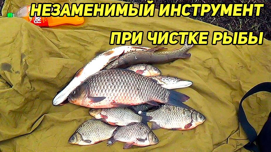 НЕЗАМЕНИМЫЙ ИНСТРУМЕНТ при чистке рыбы