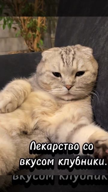 Коты