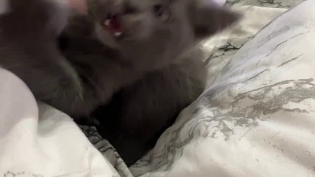 Мурбесимся! Вечернее времяпровождения с любимыми на диване! Мне нравится в новой семье!!