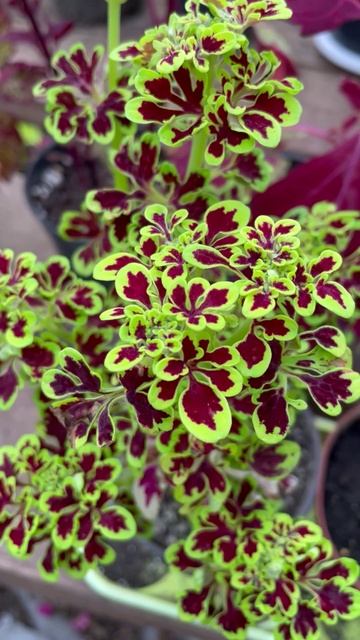 Кипрский колеус #цветы #растения #комнатныерастения #flowers #nature #garden #live
