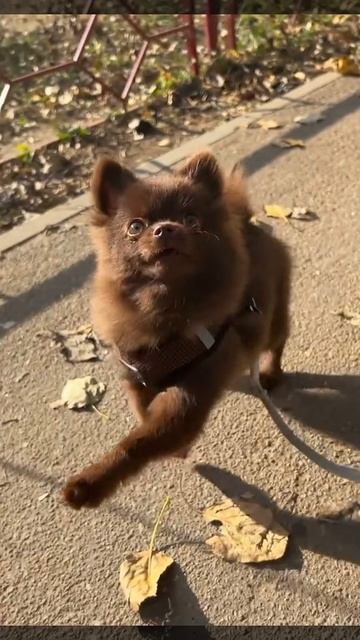 #втренде #pomeranian #потрендам #cute #животныешляйх #puppy #клубпатриот #chihuahua