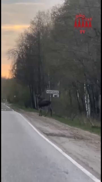 Под Киришами
