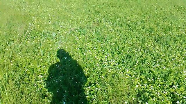 VID_20250517_180519.mp4земляника цветёт