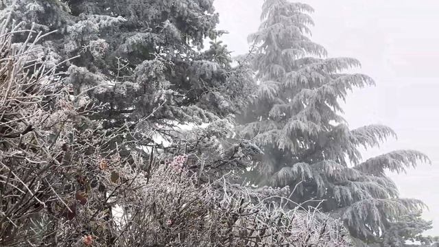 Вот такой был Новый год Холодно и туманно #нашажизньвг