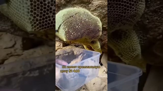 трутневый гомогенат, продукт для мужского здоровья.