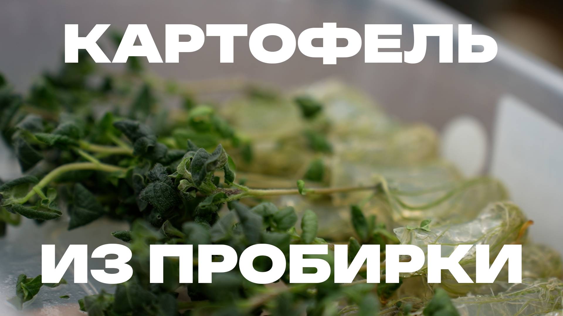 Картофель из пробирки