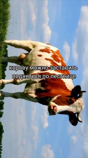 Можно ли заставить корову подняться по лестнице?