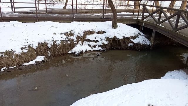 2025-02-26 Река Котляковка