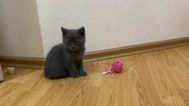 Мурпривет! Дорогие кожаные подписчики, сегодня я знакомлюсь с новой игрушкой!