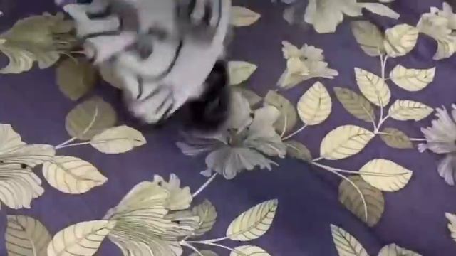 Плед с котиками