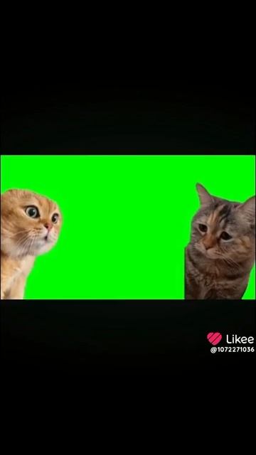 котики