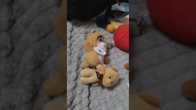 собираю вещи на дачу