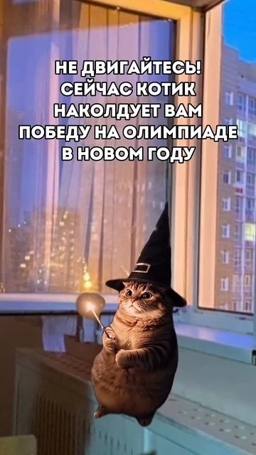 Олимпиадных успехов в новом году! #олимпиады #школа #экономика #юмор #мем #кот #успех #новыйгод