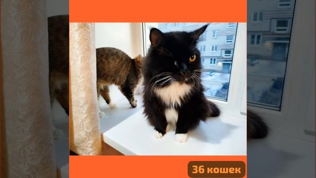 Одиноко под окошком ходит миленькая кошка. И как результат - привет,новенький в Приюте ЗВЕРЬ!