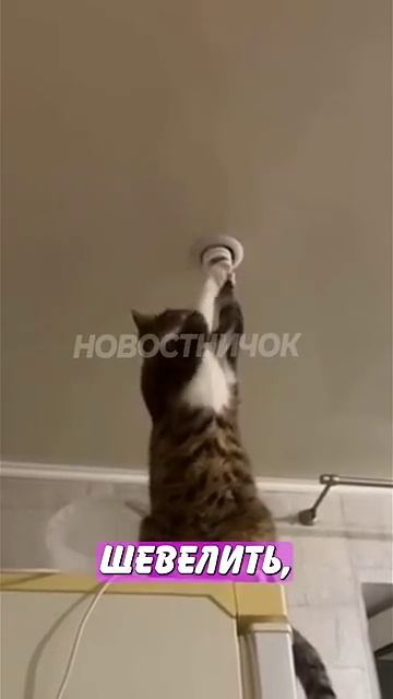 Новостничок (264)