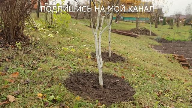 🌳 ВАЖНАЯ ВЕСЕННЯЯ ПОДКОРМКА КОСТОЧКОВЫХ ДЕРЕВЬЕВ: Секрет Богатого Урожая!