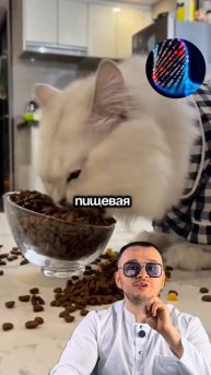 Топ 5 причин диареи у кошек