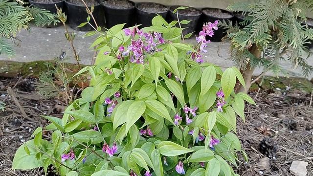 Чина весенняя (Lathyrus vernus) в нашем саду 2025