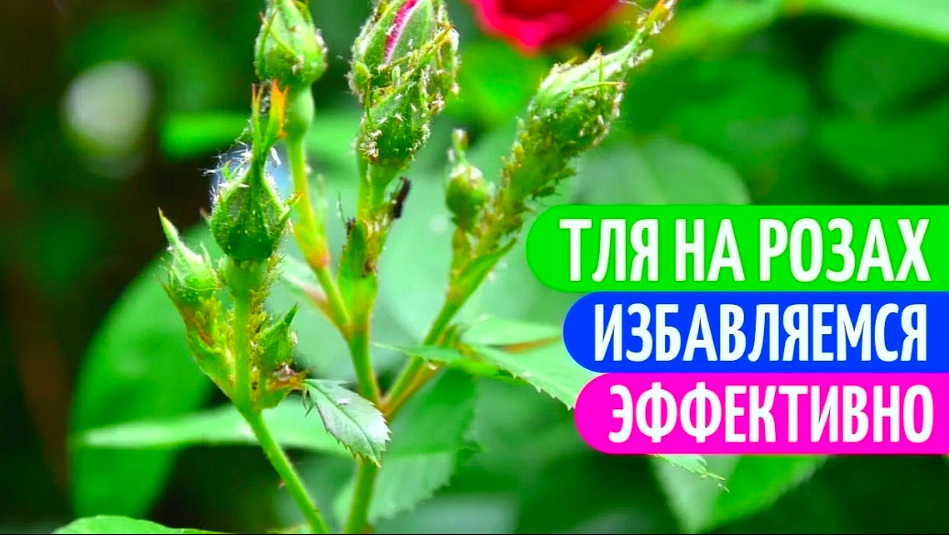 КАК ИЗБАВИТЬСЯ ОТ ТЛИ НА РОЗАХ🌹