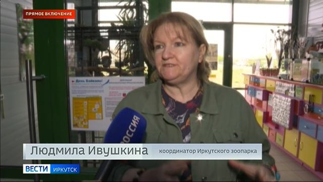 Прямое включение: черного аиста выпустят сегодня в Ольхонском районе