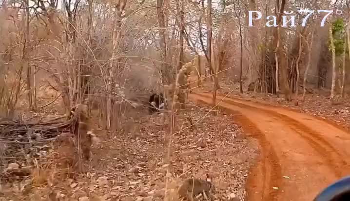 Медведица с медвежонком напали на тигра в заповеднике