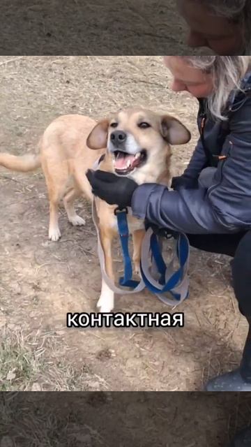 Стася из приюта ищет дом /Москва, Некрасовка