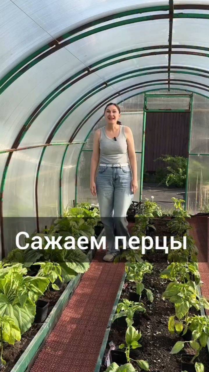Сажаем перчики